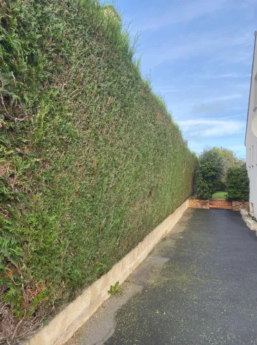 taille de haie cesson sevigne