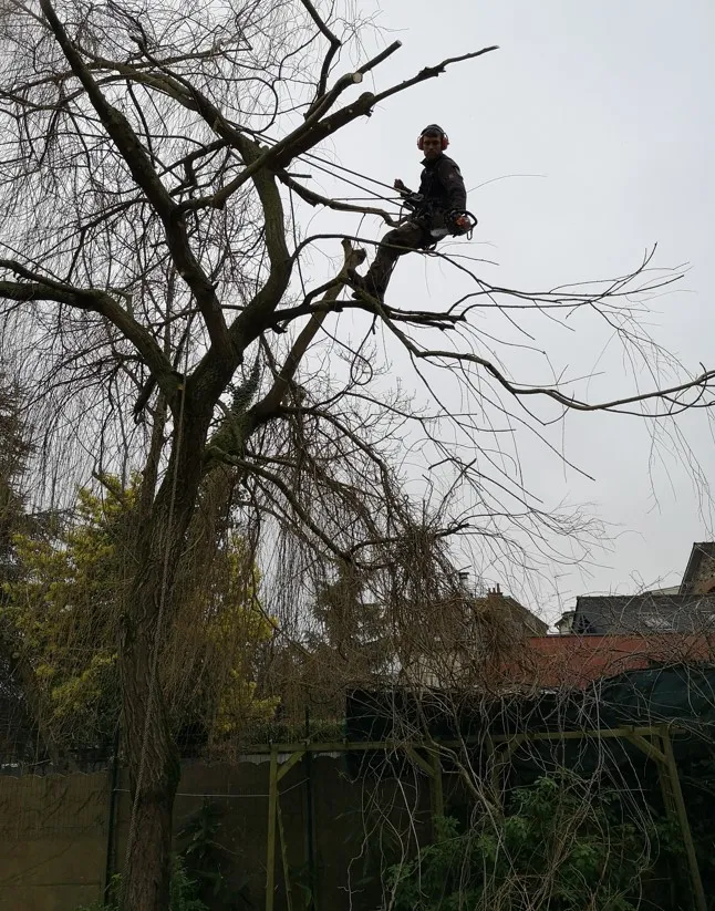 taille de haie saint aubin d aubigne