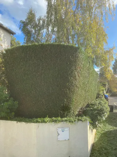taille de haie saint aubin d aubigne